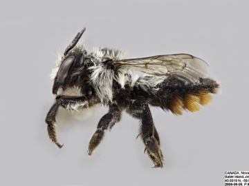 [Megachile melanophaea female thumbnail]
